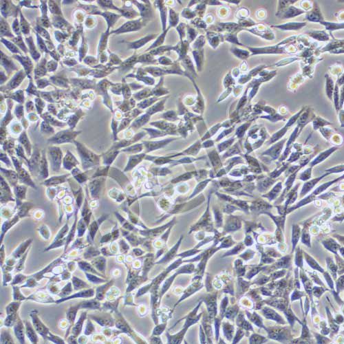 V79 倉(cāng)鼠肺細(xì)胞