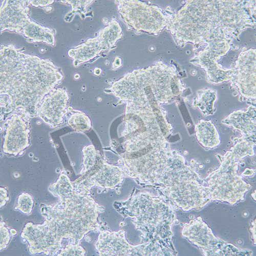 VCAP 人前列腺癌細(xì)胞