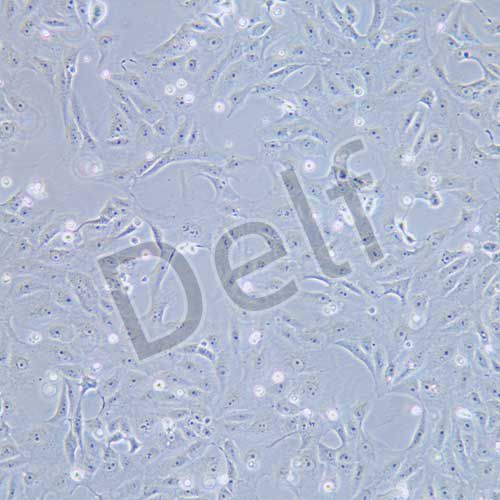 VERO 非洲綠猴腎細(xì)胞