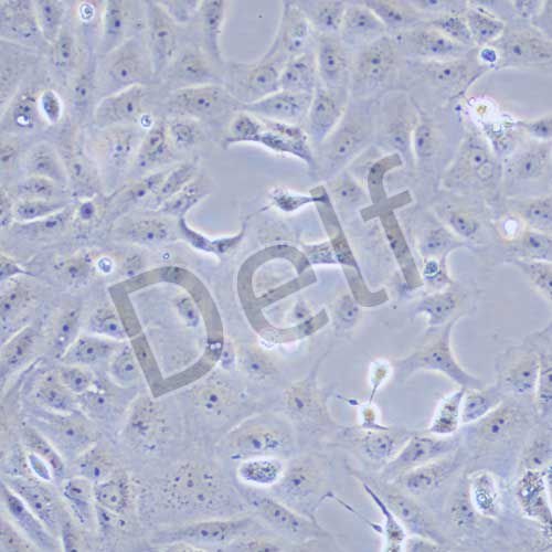 Vero E6 非洲綠猴腎細(xì)胞