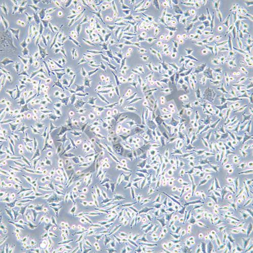 VSC4.1 大鼠脊髓前角運(yùn)動(dòng)神經(jīng)元瘤