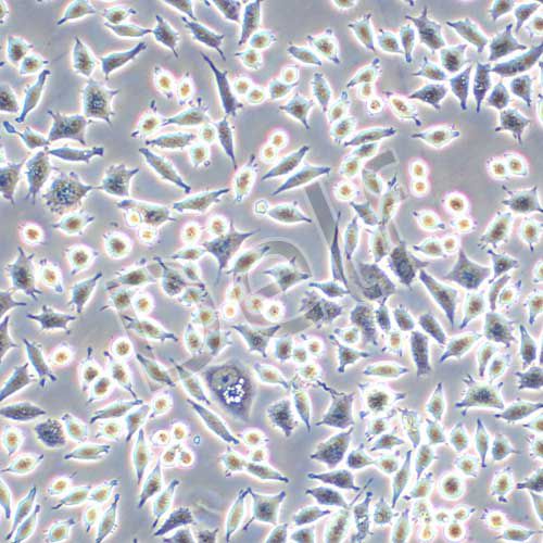 VSC4.1 大鼠脊髓前角運(yùn)動(dòng)神經(jīng)元瘤