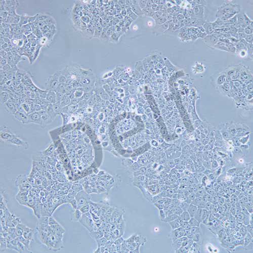 TE-12 人食管癌細胞