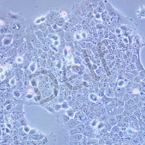TE-12 人食管癌細胞