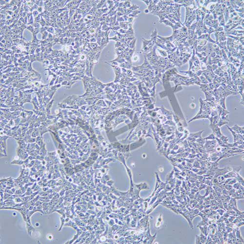 WRL68 人正常肝細(xì)胞