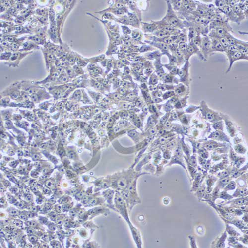 WRL68 人正常肝細(xì)胞