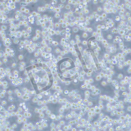 YAC-1 小鼠淋巴瘤細(xì)胞