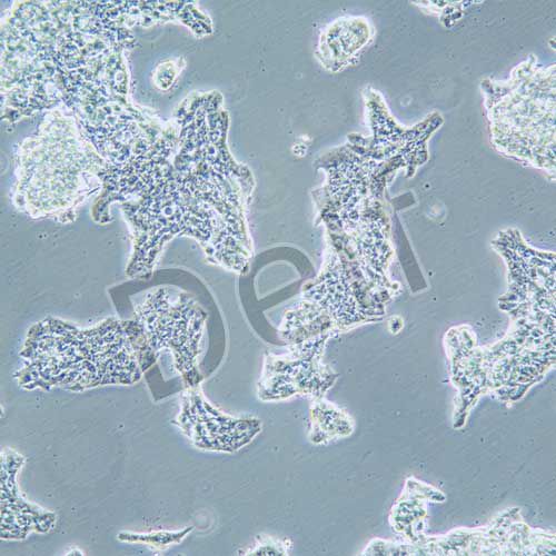 ZR-75-1 人乳腺癌細(xì)胞