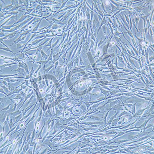 U118MG 人腦星形膠質(zhì)母細(xì)胞瘤