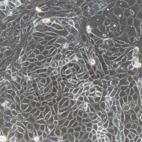 大鼠原代Ⅱ型肺泡上皮細胞