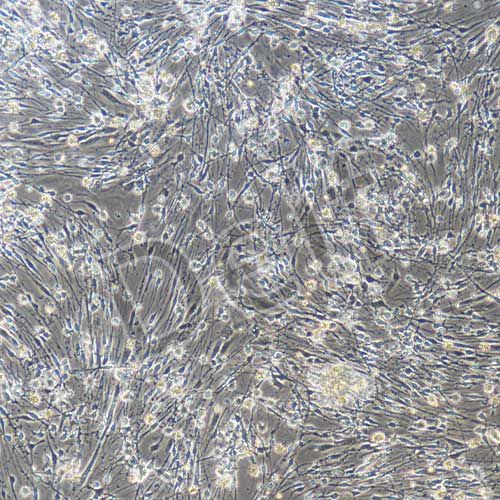 大鼠原代背根神經(jīng)節(jié)細(xì)胞