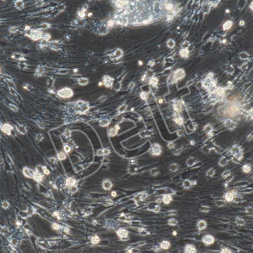 大鼠原代背根神經(jīng)節(jié)細(xì)胞