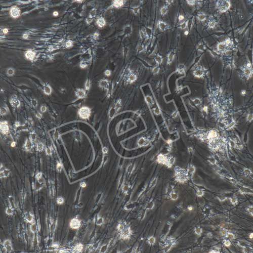 大鼠原代背根神經(jīng)節(jié)細(xì)胞