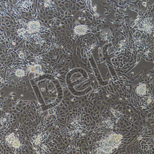 大鼠原代頜下腺上皮細(xì)胞