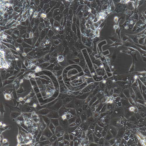 大鼠原代頜下腺上皮細(xì)胞