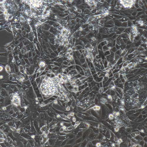 大鼠原代頜下腺上皮細(xì)胞