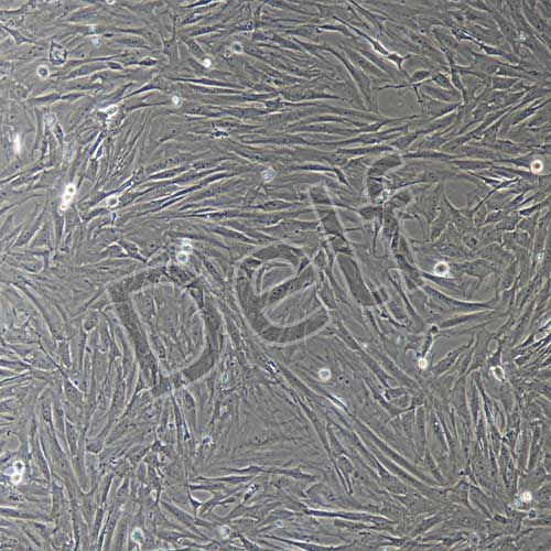 大鼠原代滑膜成纖維細胞