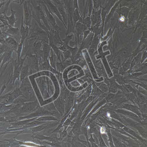 大鼠原代滑膜成纖維細胞