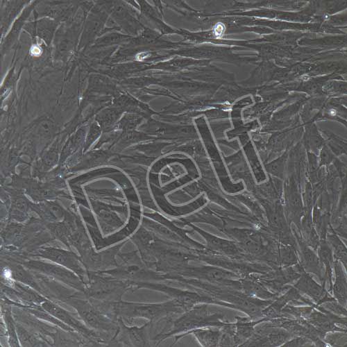 大鼠原代滑膜成纖維細胞