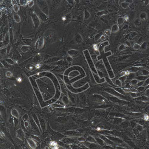 大鼠原代晶狀體上皮細(xì)胞