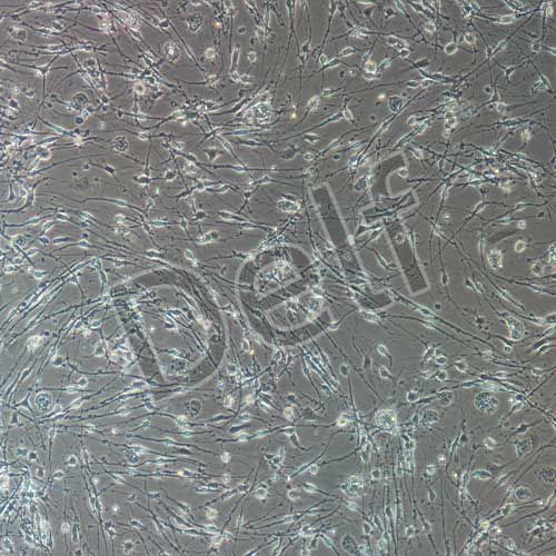 大鼠原代腦皮層神經(jīng)元細(xì)胞