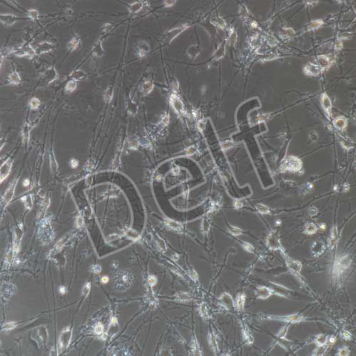 大鼠原代腦皮層神經(jīng)元細(xì)胞