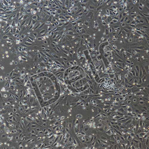 大鼠原代腎上皮細(xì)胞