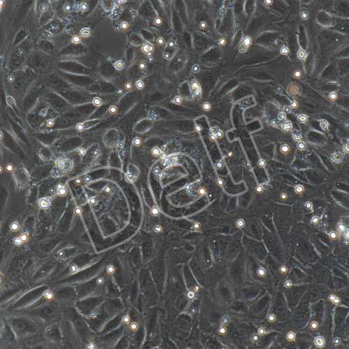 大鼠原代腎上皮細(xì)胞