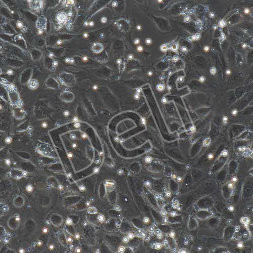 大鼠原代腎上皮細(xì)胞