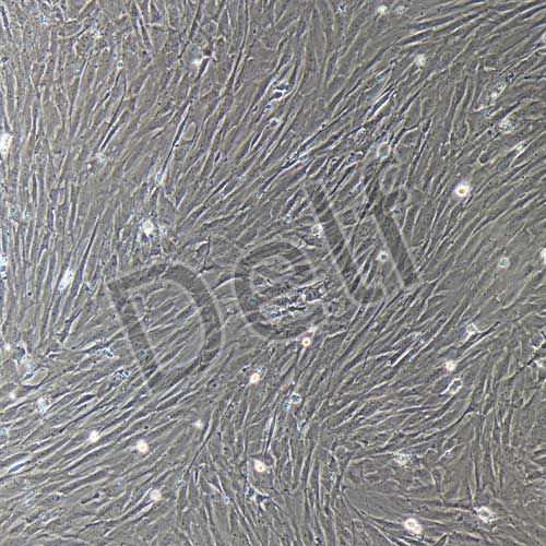 大鼠原代胸主動(dòng)脈平滑肌細(xì)胞