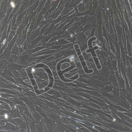 大鼠原代胸主動(dòng)脈平滑肌細(xì)胞