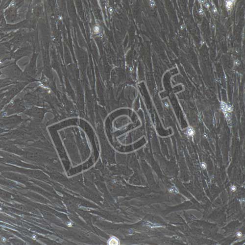 大鼠原代胸主動(dòng)脈平滑肌細(xì)胞