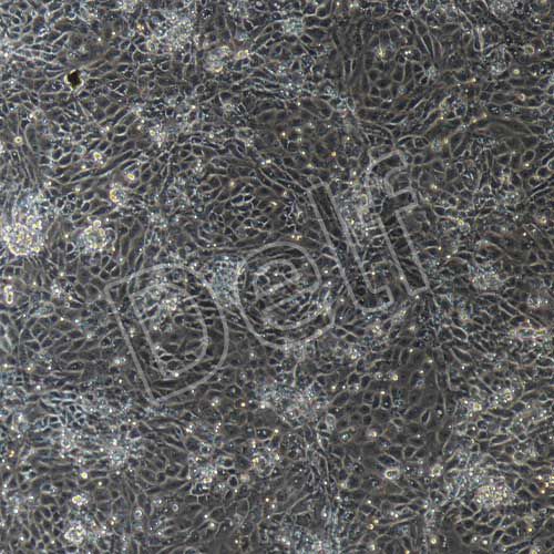 大鼠原代支氣管上皮細(xì)胞