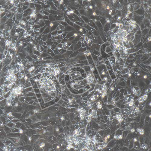 大鼠原代支氣管上皮細(xì)胞