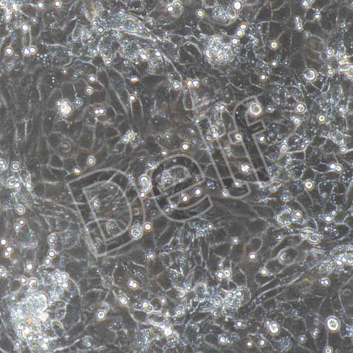 大鼠原代支氣管上皮細(xì)胞