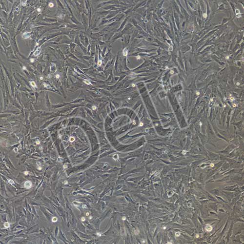 大鼠原代膀胱基質(zhì)成纖維細(xì)胞