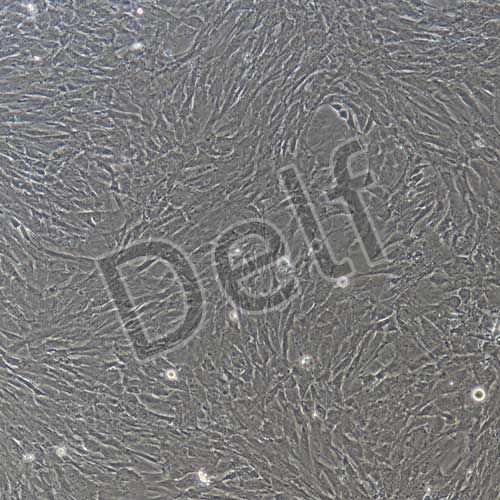 大鼠原代膀胱平滑肌細(xì)胞