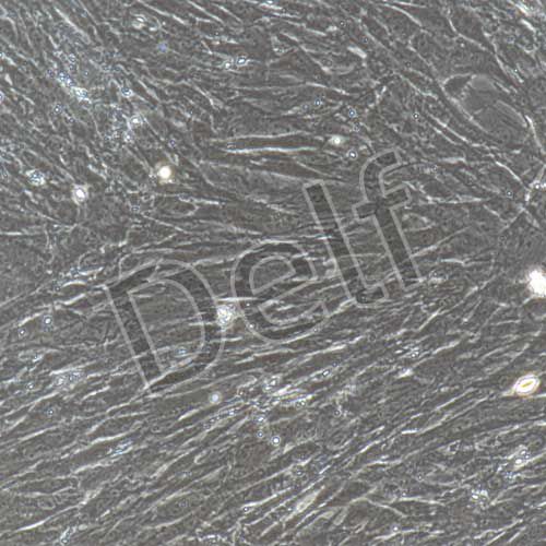 大鼠原代膀胱平滑肌細(xì)胞