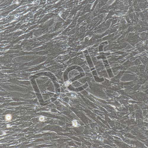 大鼠原代膀胱平滑肌細(xì)胞