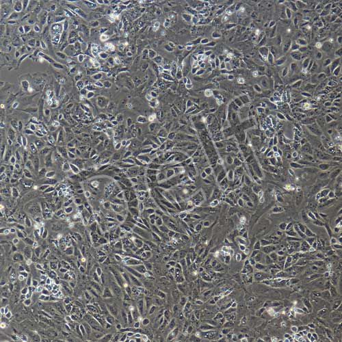 大鼠原代膀胱上皮細(xì)胞