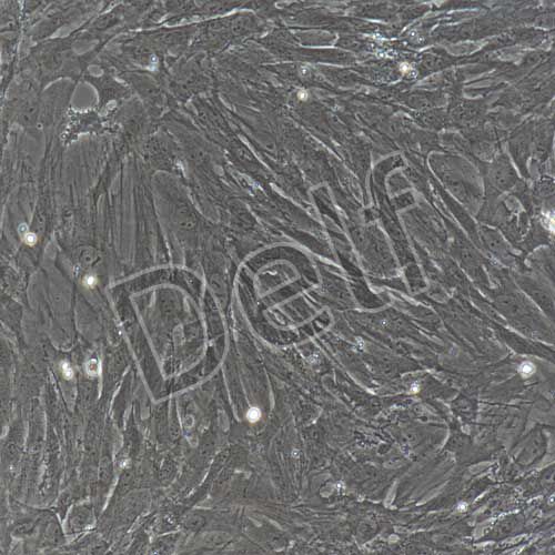 大鼠原代腸間質(zhì)細(xì)胞