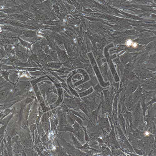 大鼠原代腸間質(zhì)細(xì)胞