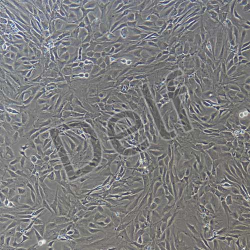 大鼠原代成骨細(xì)胞