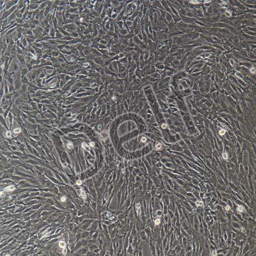 大鼠原代肺成纖維細(xì)胞