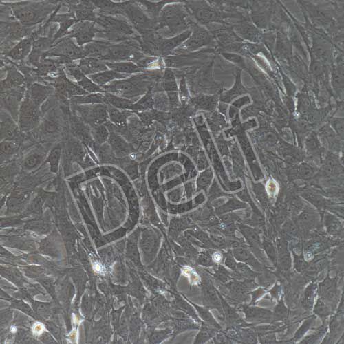 大鼠原代肺微血管周細(xì)胞