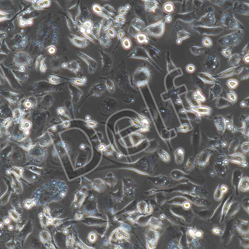 大鼠原代肝kupffer細(xì)胞