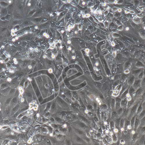 大鼠原代肝實(shí)質(zhì)細(xì)胞