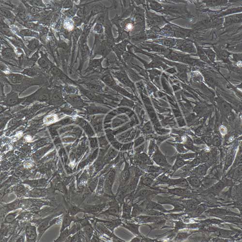 大鼠原代肝星狀細(xì)胞