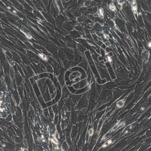 大鼠原代骨髓間充質(zhì)干細(xì)胞