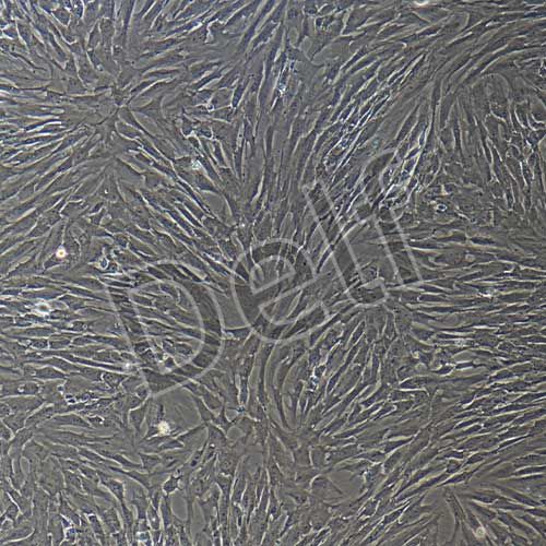 大鼠原代滑膜間充質(zhì)干細胞